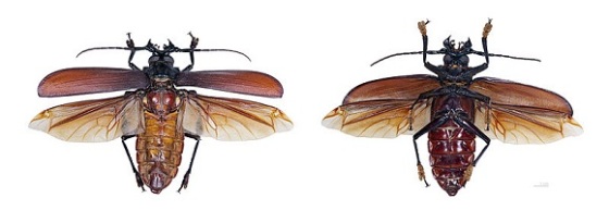 Escarabajo titán 